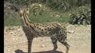 Serengeti Serval Hunting [upl. by Lucius791]