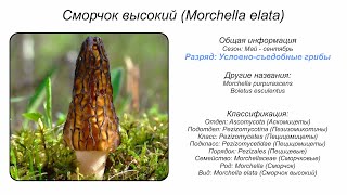 Сморчок высокий Morchella elata [upl. by Nojad]