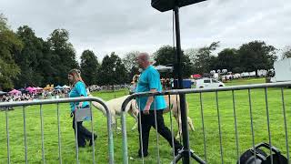 The alpacas at Oswestry balloon festival [upl. by Akkire]