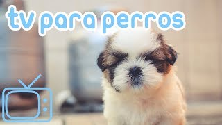 TV de perro Videos para entretener a los perros con música relajante [upl. by Arther993]