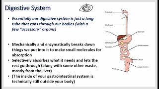 Gastrointestinal Physiology  Neuro Control Stomach Parietal Small Intestine Cholecystokinin [upl. by Chafee878]