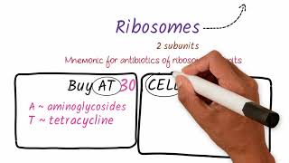 Mnemonics on Drugs acting on Ribosomal Subunits  Medical Mnemonics Pharmacology [upl. by Noach]