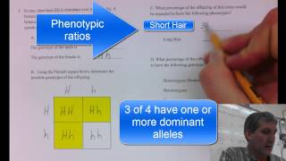 Punnett Square Sample Problem [upl. by Laszlo]