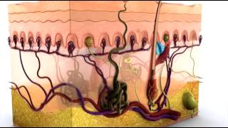 Anatomy of the Skin  3D Medical Animation  ABP © [upl. by Ashford]