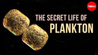 The Secret Life of Plankton [upl. by Linda922]