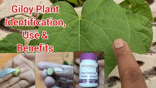 Hindi Giloy Plant  How to Identify Use and Benefits [upl. by Albemarle]