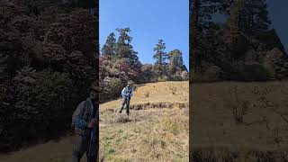 Climbing to Pikey Peak with rhododendrons lighting up the path trekking nature explorenepal [upl. by Derej]