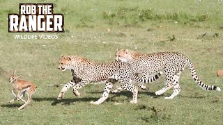 Cheetah Cubs Practice Taking Down Prey  Maasai Mara Safari  Zebra Plains [upl. by Jamima11]