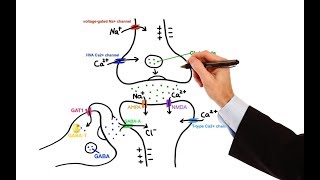 Pharmacology  ANTIEPILEPTIC DRUGS MADE EASY [upl. by Arlon]