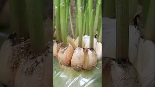 How to Grow Garlic at Home Using Plastic Bottles plants shorts farming [upl. by Eillil]