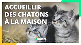 Accueillir des chatons à la maison  Samedi à tout prix [upl. by Tshombe]