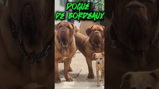 DOGUE DE BORDEAUX [upl. by Prussian]