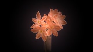 Paperwhites red Timelapse [upl. by Akeinahs573]