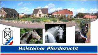 Holsteiner Colt by Stallion Larimar [upl. by Evanne]