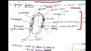 class 11 porifera [upl. by Asetal]