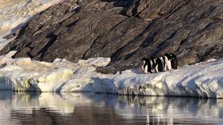 Voyage en Antarctique [upl. by Anawot]