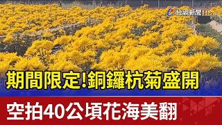 期間限定！銅鑼杭菊盛開 空拍40公頃花海美翻 [upl. by Marybella427]