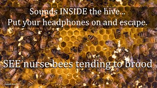 Sounds from Inside the Bee Hive Healthy Honey Bee Sounds ASMR the brood frame healthy resonance [upl. by Arocet]