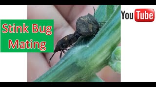 Stink bug mating insects stinkbug animals [upl. by Omik]