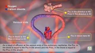 Gas Exchange and Partial Pressures  Animation [upl. by Frankhouse976]