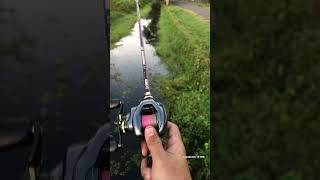 Test Sound Curado DC 151HG casting shimano [upl. by Kerin872]