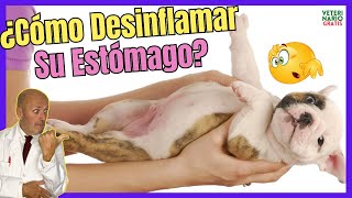 🔴¡DEBES SABER ESTO🔴¿COMO DESINFLAMAR y LIMPIAR EL ESTOMAGO DE UN PERRO [upl. by Kendre]