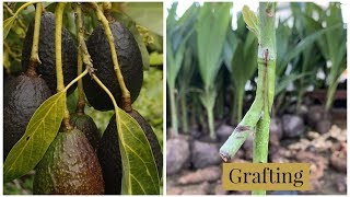 Grafting avocado method Part 2 [upl. by Tolliver]