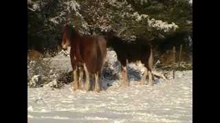 Clydesdale Horses in the Snow [upl. by Aikemat194]