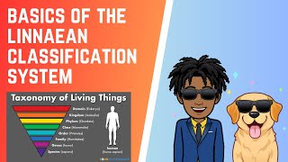 How Does The Linnaean Classification System Work [upl. by Ahsenaj985]