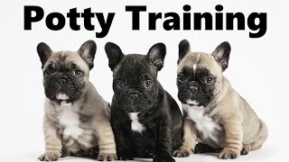 How To Potty Train A French Bulldog Puppy  French Bulldog House Training  French Bulldog Puppies [upl. by Ajssatan]