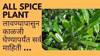 All spice plant लावण्यापासुन काळजी घेण्यापर्यंत सर्व माहिती … [upl. by Maurene507]