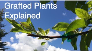 What are Grafted Plants [upl. by Hew694]