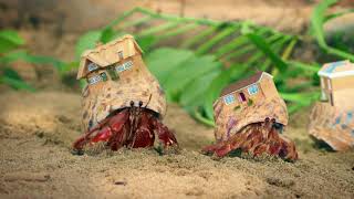 Zoopla TV advert  Crab World [upl. by Burrus]