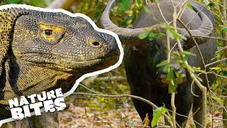 Komodo Dragon Eats Buffalo  Nature Bites [upl. by Ayotal]