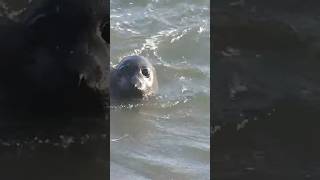 Elephant seal swimming [upl. by Arahset]