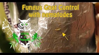 Fungus Gnat Control with nematodes  How to get rid of fungus gnats  Nematodes for fungus gnats [upl. by Thomajan]