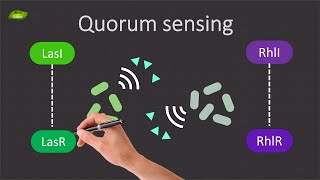 Decoding Quorum Sensing in Pseudomonas aeruginosa  Basic Science Series [upl. by Ynaiffit]