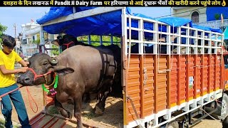 दशहरा के दिन लखनऊ में Pandit Ji Dairy Farm पर हरियाणा से आई दूधारू भैंसों की खरीदी करने पहुंचे लोग👌 [upl. by Alomeda]