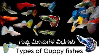 Types of Guppy fishes  guppy fish varities  FINS amp WINGS  ಕನ್ನಡ [upl. by Folsom]