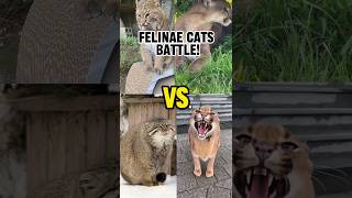 Felinae CATS Battle bobcat puma pallasscat caracal cats compilation funny animals facts [upl. by Analihp191]