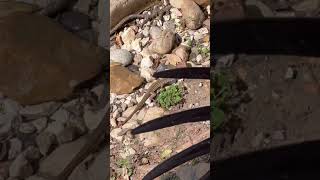 Texas Whiptail Lizard lizards [upl. by Mcleroy]