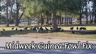 Guinea Fowl Early morning amp Late afternoon feed [upl. by Enelrac]