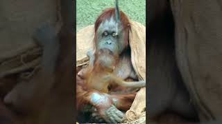 Adorable Baby Orangutan Receives Sweet Kiss From Mom shorts [upl. by Rolyak320]