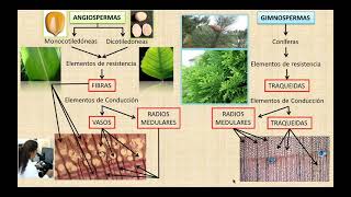 DIFERENCIAS ENTRE ANGIO Y GIMNOSPERMAS [upl. by Ahcsat626]