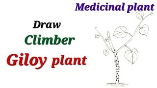 Giloy plant drawing easyClimber plant drawing easy for EVS Medicinal plant drawing गिलोय की बेल [upl. by Sunil]