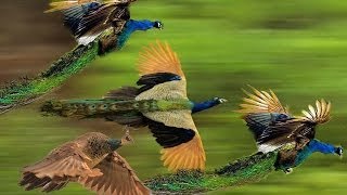 Mass Flying Giant Peacocks Peafowls [upl. by Hanyaz67]