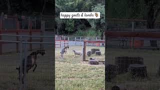 goats amp lambs are happy jumping amp playing around [upl. by Yahiya704]