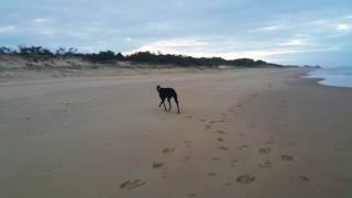 Greyhound realises he is off lead on the beach [upl. by Antoni]