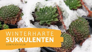 Winterharte Sukkulenten  Diese Pflanzen überstehen draußen  PASIORA Sukkulenten [upl. by Juxon]