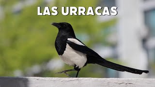 La URRACA común  Características canto y hábitat [upl. by Hauser]